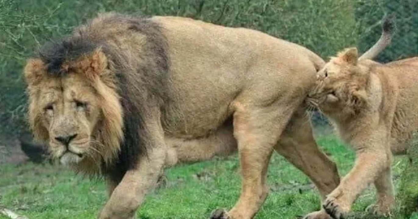 Être le mâle chez les animaux (aïe)