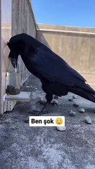 Karganın zekasını görenler hayran kaldı!