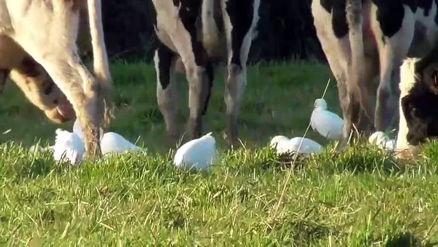 Le héron garde-boeufs