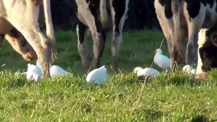 Le héron garde-boeufs