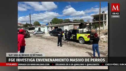 Investigan en SLP envenenamiento masivo a 12 perros en comunidad de Pozuelos