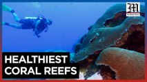 Climate change hurting coral worldwide, Texas reefs thriving