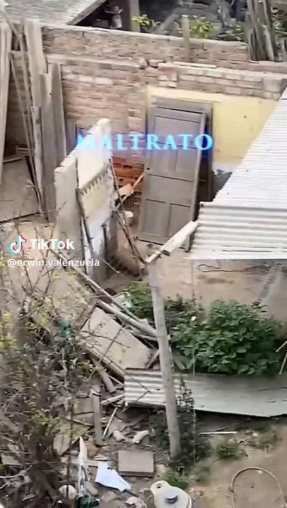 Mascota perdió la vida en VMT.