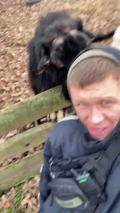 Guy and Goat Snort at Each Other