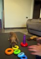 Smart Pupper Assembles A Pyramid