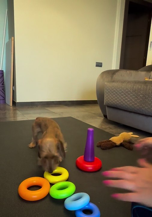 Smart Pupper Assembles A Pyramid