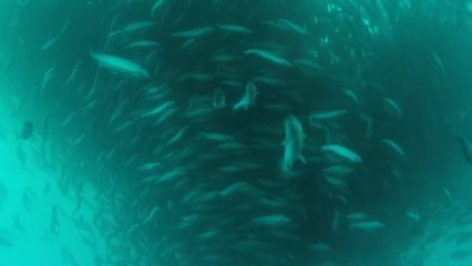 강원도, 대서양연어 양식단지 조성...오늘 비전선포식 / YTN