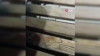 Fırında görülen dev fare paniğe yol açtı