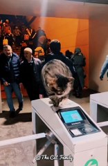 The Funiest Cat Ever , Such A Smart Kitty