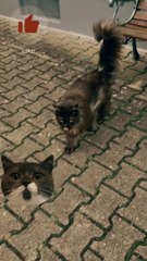 El Gato Negro de mi vecina