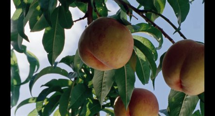 Until Branches Bend | movie | 2022 | Official Trailer