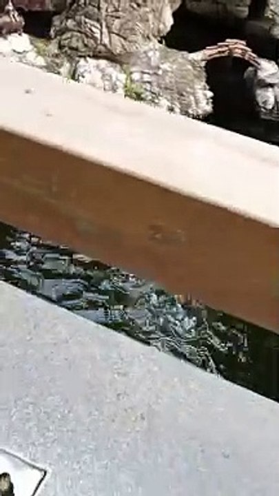 Turtle Running In Very Fast Speed for Water | Animals Funny Reactions | Animals Funny Moments #pets #animals #pets #fun #satisfyingvideos #turtle