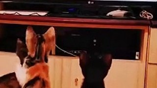 3 kitten watching their favourite cartoon | lovely cats | Cats Funny video