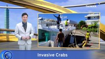 Don't Eat Red-Clawed Invasive Crab Species, Experts Warn