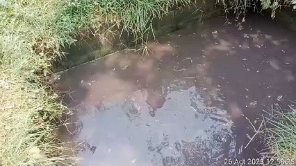 Kolam indukan cukup segini saja