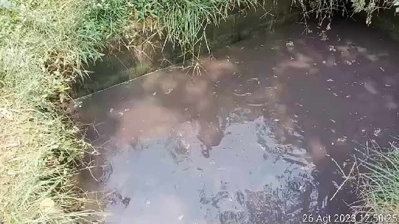 Kolam indukan cukup segini saja