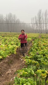 Today I went to the field and plucked cabbage and brought it home and then cooked it and ate it as momos.