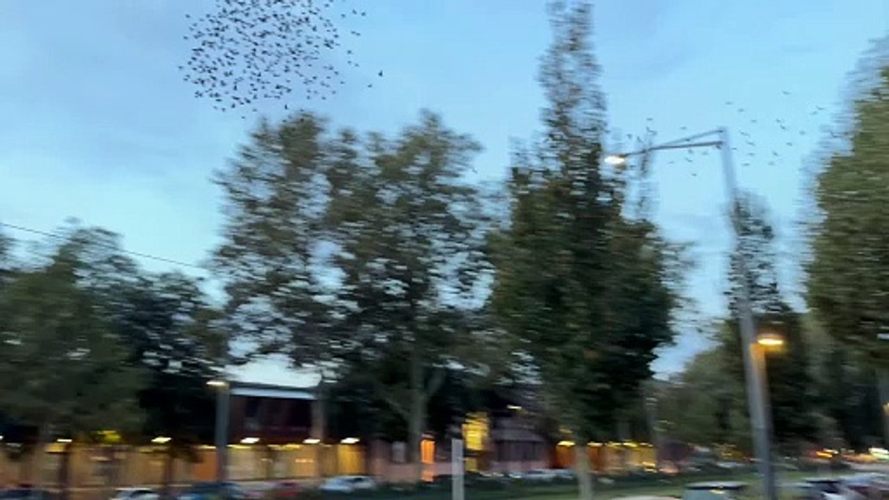 Autumn migration