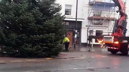 Wellington's town centre Christmas tree being erected.