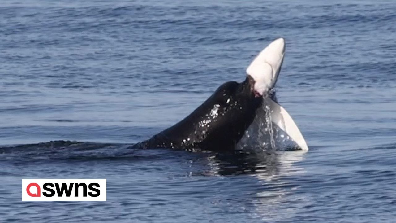 Wilder Moment: Seelöwe reißt Blauhai die Kehle heraus