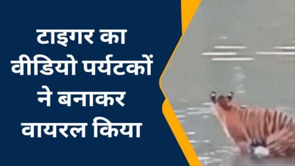 पीलीभीत: पानी में चहलकदमी करते टाइगर का वीडियो वायरल