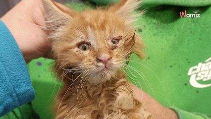 Download Video: 7 gatitos maine coon abandonados en una carretera: el refugio aclara las cosas