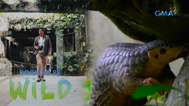 Doc Nielsen Donato helps treat a pangolin attacked by a wild dog in Taiwan | Born to be Wild