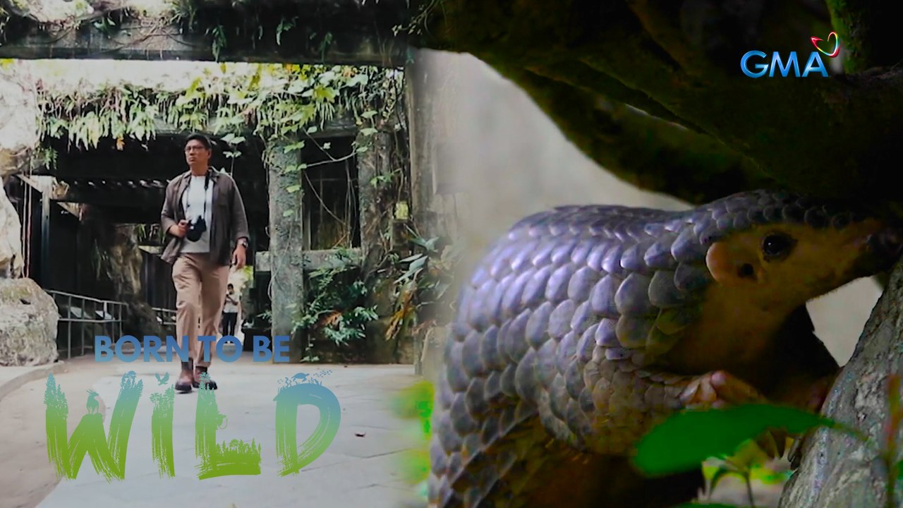 Doc Nielsen Donato helps treat a pangolin attacked by a wild dog in Taiwan | Born to be Wild