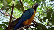 Macaws in Stunning 4K ULTRA HD 60 FPS: A Treat for Macaw lovers