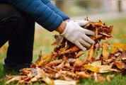 Ramassage des feuilles mortes devant chez soi : que dit la loi ?