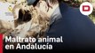 Operación contra el maltrato animal: investigan a 58 personas por mutilar a 1.111 perros