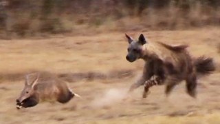 Ant-eating Pig (Aardvark) Tries to Outrun Rare Hyena in Epic Chase!