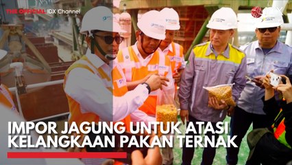 Impor Jagung untuk Atasi Kelangkaan Pakan Ternak
