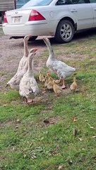 Noisy Cobra Chickens Adopt Goslings