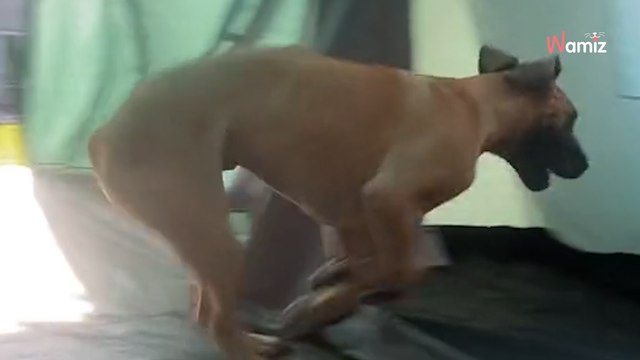 Ce dogue allemand part en camping et découvre la tente... heureusement que ce n'est qu'un chiot ! (vidéo)