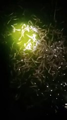 Ikan lele memang hidup di air, tapi air yang seperti apa yang di inginkan oleh ikan lele, itulah yang harus kita cari tau