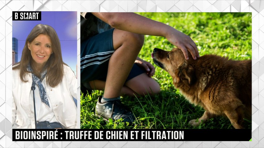 S’inspirer de la truffe des chiens pour filtrer l’air !