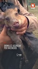 Animales agonizan por incendios en Rurrenabaque