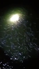 Usaha budidaya ikan lele itu harus extra sabar, sebab berhubungan dengan nyawa ikan
