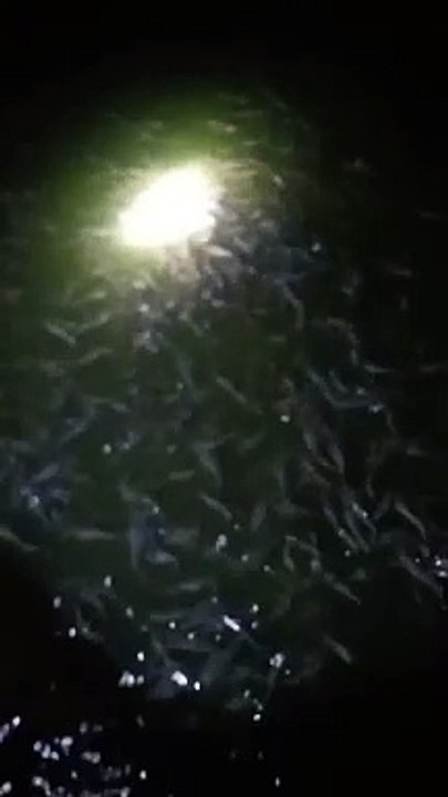 Usaha budidaya ikan lele itu harus extra sabar, sebab berhubungan dengan nyawa ikan