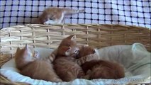 Mom cat with 4 meowing kittens (no added music - pure cuteness)