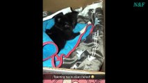 Funniest Cats Videos, The Siliest, Cutest And Funniest Cats 61
