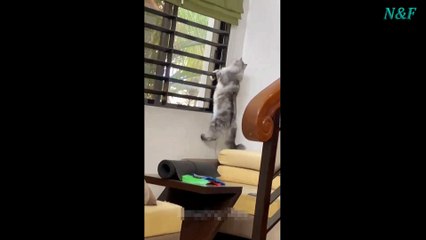 Funniest Cats Videos, The Siliest, Cutest And Funniest Cats 63