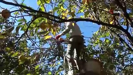 Bilecik'te hasadı başladı, Türkiye'nin her tarafından talep var ve kahvenin yanında veriyorlar: Yaşı 15, kurusu 200 TL!