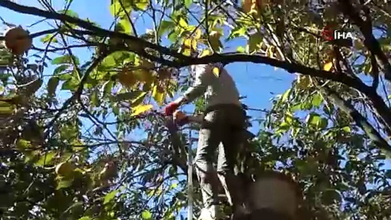 Bilecik'te hasadı başladı, Türkiye'nin her tarafından talep var ve kahvenin yanında veriyorlar: Yaşı 15, kurusu 200 TL!