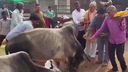 छतरपुर: गोपाअष्टमी पर हुई गोपूजन, बड़ी संख्या में लोग रहे मौजूद