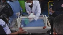 Gaza, 29 bambini prematuri arrivati in Egitto
