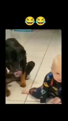 Funny Animals videos l best dogs and cats  | comedy videos