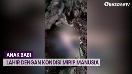 Geger Anak Babi Lahir dengan Kondisi Mirip Manusia di Manggarai Barat