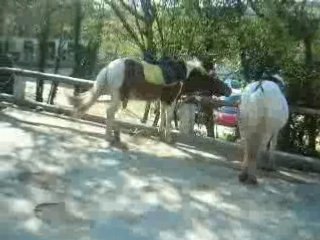 DiiANE ET MANON LES FOLLASSE DU CLUB DE ViiLLENEUVE LOUBET